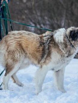 Wer hat ein großes Herz für Twix? - München