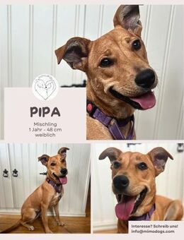 Pipa: Unsere fröhliche Allrounderin - Brühl (Nordrhein-Westfalen)