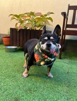 🌸 Suki kleine Chihuahua-Omi - Kassel