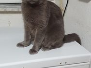 Russisch blau/Main coon Mix Katze sucht ein neues Zuhause - Malsfeld