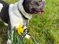 Pablo sucht ein neues Zuhause in 5605