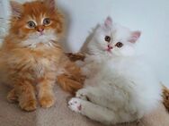 Reinrassige Perser Kitten - Laer