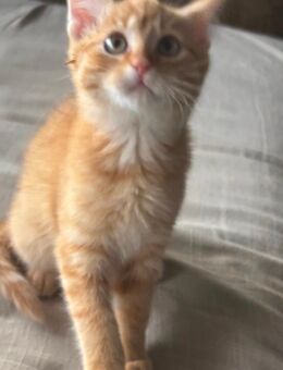 Süße baby Katzen - Stadtoldendorf