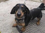 Mazola kleiner Mixrüde ca. 3,3 Jahre HU - Reutlingen