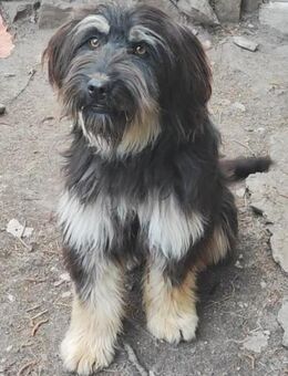 AGGIE - sanfter Herzenshund! - Velbert