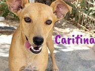 Caritina unkompliziertes Mädchen 2/24 ES - Ruppertsecken