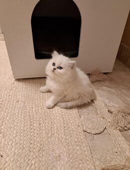 Reinrassige bkh/blh silver shaded/point Kitten bald abgabebereit - Grevenbroich