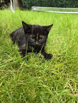 Baby Kitte sucht ein neues liebevolles Zuhause Weibchen - Castrop-Rauxel