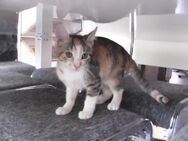 kleines Katzenmädel - Kitten - Wohnungsaufzucht - 12 Wochen alt - Magdeburg