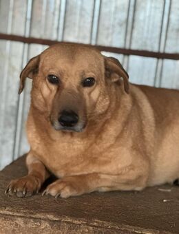 Choco, sanfter Rüde sucht Liebe - Köln
