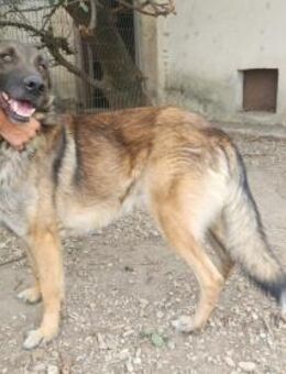 Max, schöner Rüde sucht neues Zuhause - Unterföhring