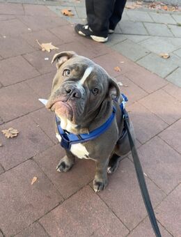 Old Englisch Bulldogge - Hamburg
