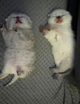 🐾 Baby Katzen zu verkaufen 🐾 - Bremerhaven