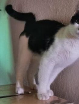 Kätzin Nina! - Köln