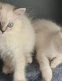 Perser Katzenkinder bald abzugeben - Berlin