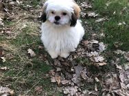 Drei zauberhafte Shih Tzu Hündinnen suchen ein liebevolles Zuhause 🐾 - Bielefeld Dalbke