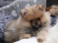 Pomeranian Welpe - Rheinhausen