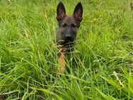 Malinois Welpe Belgischer Schäferhund - Bärenbach (Landkreis Bad Kreuznach)