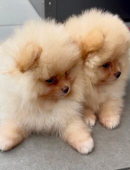 Zwergspitze Pomeranian Welpen mit Stammbaum - Saarlouis Zentrum