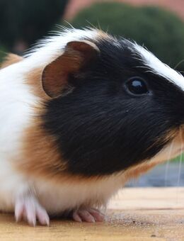 Wunderschönes dreifarbiges Meerschwein Weibchen - Uchte