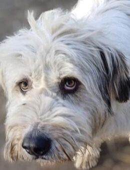 SMILLA sucht ihr Zuhause! - Weiterstadt