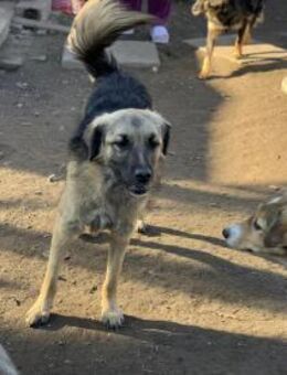 Baku hofft auf einen neuen Neustart - Celle