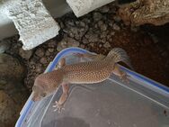 Dringend abzugeben Leopardgecko Weibchen ... - Ilsede