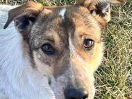 hübsche Freya sucht liebe Familie - Dittelbrunn