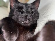 Zwei liebevolle Kater suchen ein neues Für-Immer-Zuhause - Kleve (Nordrhein-Westfalen)