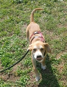 Carmine, a.d.Tierschutz, sucht Happy-Home - Boxberg (Oberlausitz)