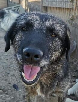 Sara - eine süße Maus😍 - Dreikirchen