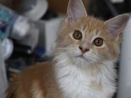 Maine Coon Babies: 2 Mädels 1 Kater - Bamberg