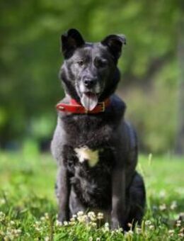 PUMA- sucht aktive Familie - Mainhardt