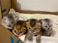 BKH süße Bärchen kitten - Wiesloch