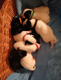 Dalmador Welpen geb. 24.10.2025 - Wildeck