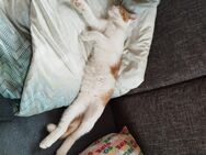 Katze - Neustadt (Aisch)