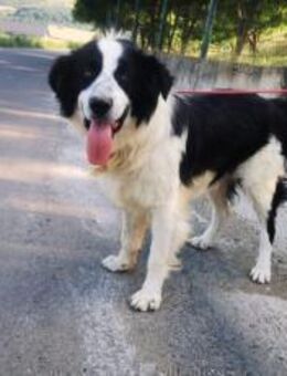 LIOR So viel Leid! - München