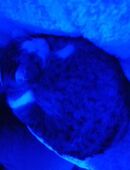 Katzensitter wird gesucht in 38820