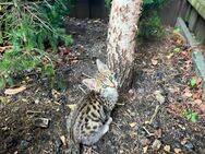 Katzen kitten bengal - Husum (Schleswig-Holstein)