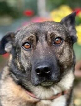 Hundekumpel CHRIS - Gefrees