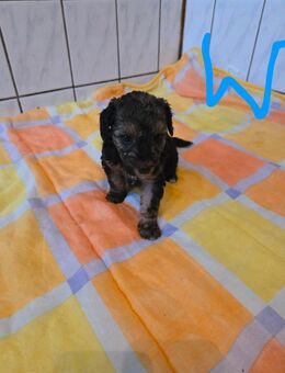 Labradoodle Welpen - Werben (Elbe)