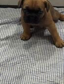 Französische Bulldogge Welpen / Bullys in 49434