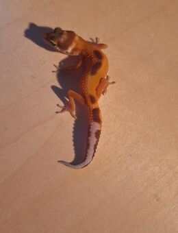 Hübsche Tremper Leopardgecko NZ2025 - Langenfeld (Rheinland)