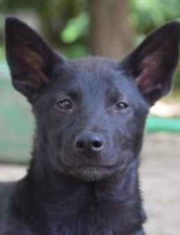 Shira - bezaubernd & freundlich - Lohmar