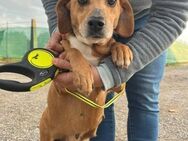 LARA 💚💚💚 HERZENSMENSCHEN gesucht - Herxheim (Landau)