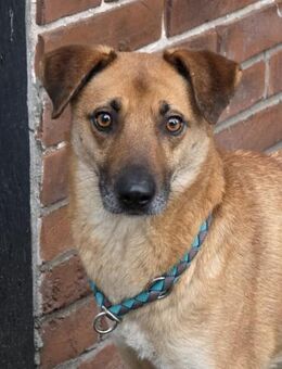 Roxy sportlich kompetent - Mit 🐶Kumpel - Jade