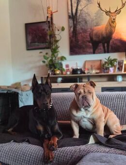 Reinrassige English Bulldogge – 1 Jahr – beste Abstammung – nur in verantwortungsvolle Hände - Creußen