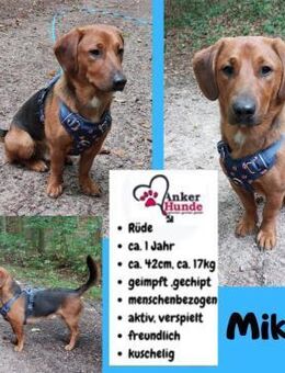 💙Mika💙 sucht seine Familie - Freilassing