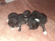 Baby Katzen Kitten BKH Mix - Seiffen (Erzgebirge)