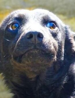 FEY sucht Familienanschluss - Gefrees